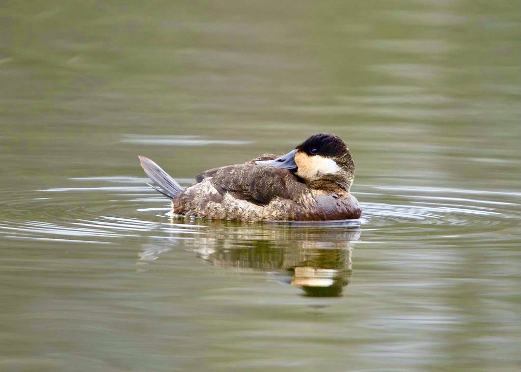 ruddy duck male waking up duck pond late dec by russimages is licensed under CC BY 2.0.
